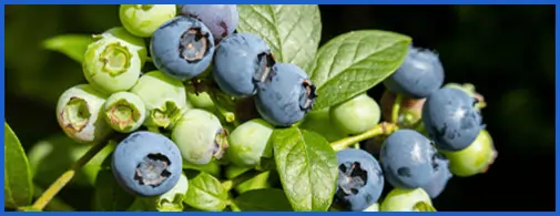 Bilberry Extract Anthocyanins Night Vision SEO