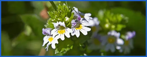 Eyebright Flavonoids Eye Inflammation Support SEO